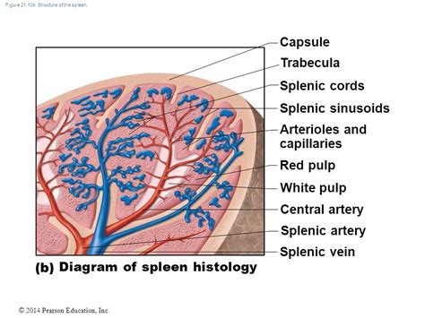 spleen with sinusoidal capillaries - Google Search in 2020 | Pearson education, Lymphatic system ...