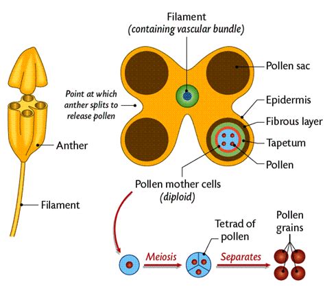 The Structure and Functions of Flowers