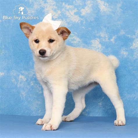 Shiba Inu Puppies for Sale | Blue Sky Puppies