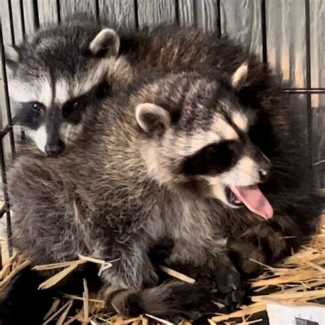 Rescuing Hope: A Tale of Two Raccoon Kits on Their Journey to Freedom ...