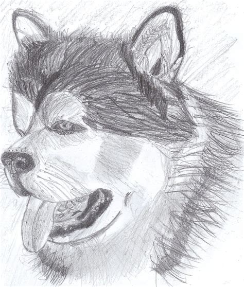 Realistic dog drawing: Alaskan Malamute Puppy by hapzy on DeviantArt