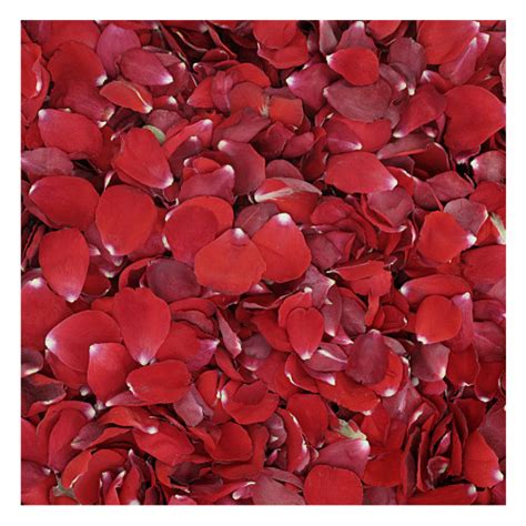 Bridal Red Rose Petals. Wedding Petals from Flyboy Naturals. Real Rose ...