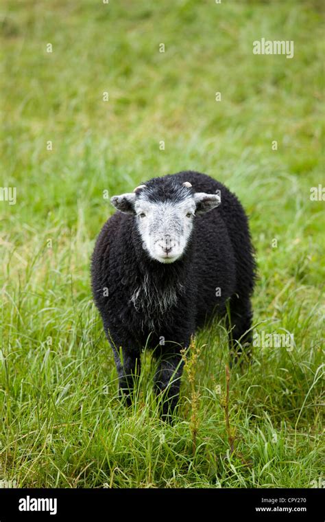 Herdwick sheep lamb at Westhead Farm by Thirlmere in the Lake District ...