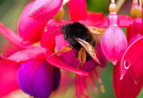 A big black, beautiful bumblebee! – Ray Cannon's nature notes