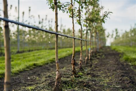 Water Your Trees with Drip Irrigation | HappySprout