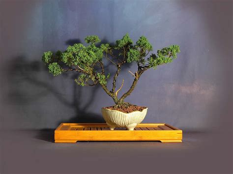 Juniper Shimpaku Bonsai Tree japanese Conifer | Etsy | Bonsai tree, Bonsai, Bonsai nursery