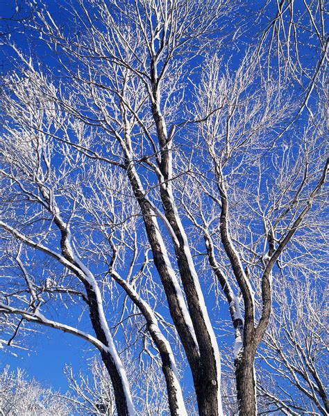 Arbol De Invierno Foto | Descarga Gratuita HD Imagen de Foto - Lovepik