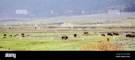 Bison (Bison bison) herd resting and feeding at Lamar Valley in ...