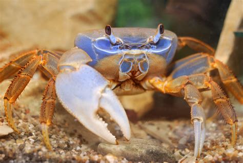 Rainbow crab Royalty-Free Stock Image - Storyblocks