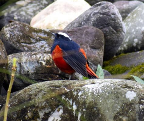 Colourful Birds of India