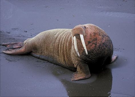 walrus, odobenidae, odobenus, tusks, large, blubber, flippers, whiskers ...