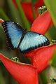 Category:Lepidoptera on Zingiberales flowers - Wikimedia Commons