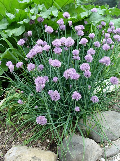 Chives | Garden Housecalls