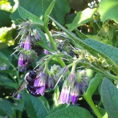 Bocking 14 Russian Comfrey PRE-ORDER for spring 2021 | Etsy | Comfrey, Plants, Fall plants