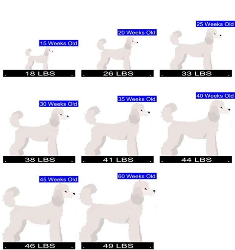 Standard Poodle Growth Chart. Standard Poodle Weight Calculator.