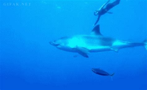 Diver Fights Shark Attack With Spear