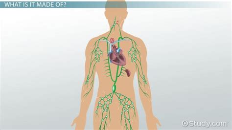 Lymph Fluid: Composition & Function - Lesson | Study.com