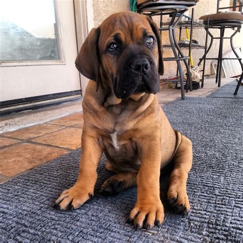 Boerboel mastiff puppy : aww