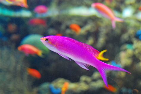 Pin by NW on Reef Tanks | Pink fish, Fish pet, Long beach aquarium