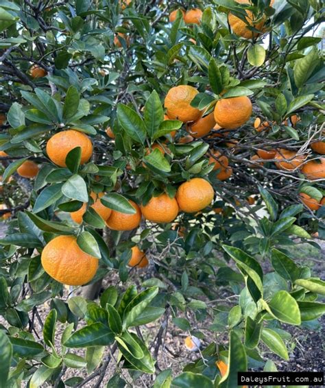 Mandarin Honey Murcott Tree - Citrus reticulata