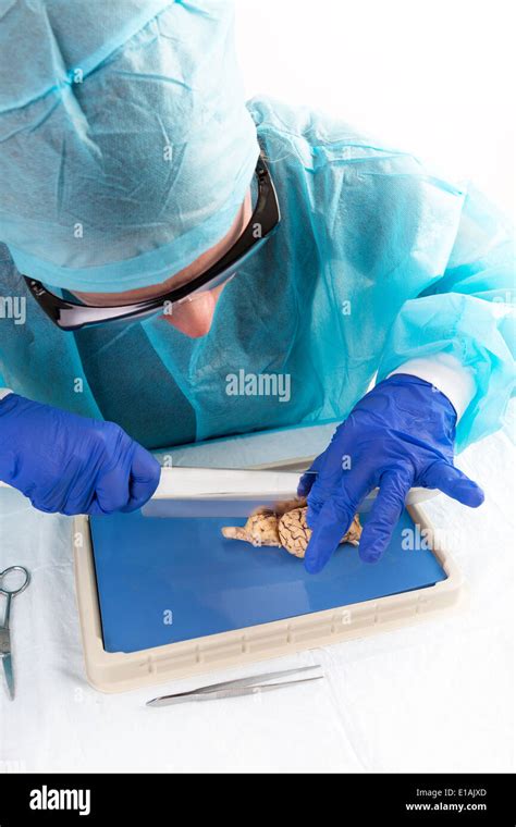 Anatomy class brain hi-res stock photography and images - Alamy