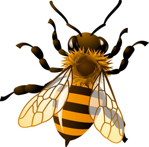 bee flying clipart png - Clip Art Library