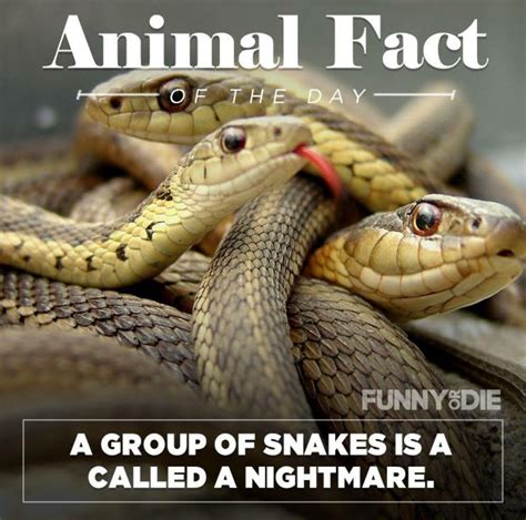 25 Funny Animal Facts That Might Make You Pee a Little | Funny animal ...