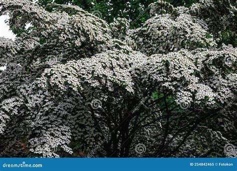 Cornus kousa tree stock image. Image of flower, garden - 254842465