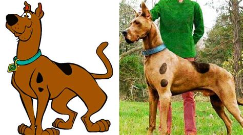 8 Special Facts About What Dog Is Scooby Doo | Petanew