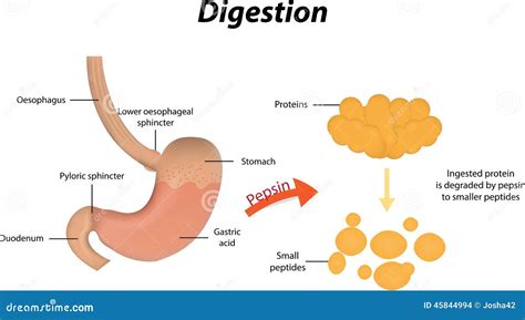 Digestion Of Proteins Stock Vector - Image: 45844994