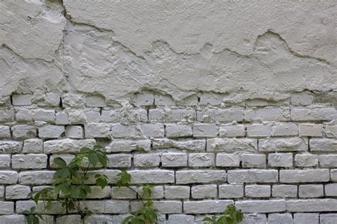 The Texture of a Rough Brick Wall Painted White with Greenery Stock ...