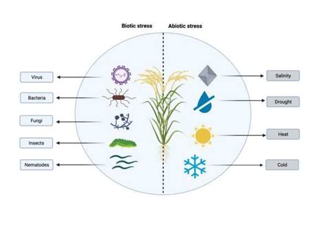 Representation of biotic and abiotic stress factors that affect rice... | Download Scientific ...