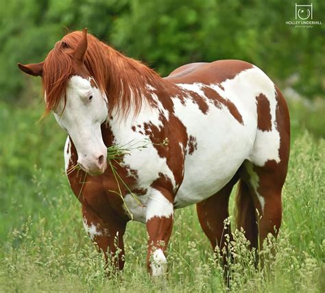 Pretty musclar Paint Horse with gorgeous colors and markings standing ...