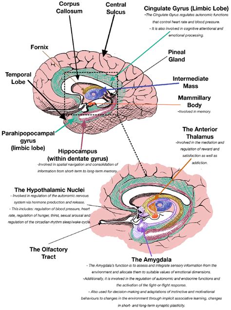 Schematic illustration of the major anatomical structure of limbic... | Download Scientific Diagram