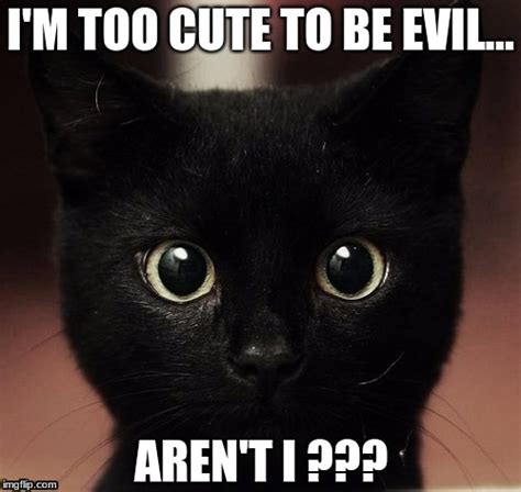 Evil Smirk Meme Funny Animal Memes Animal Memes Funny Memes