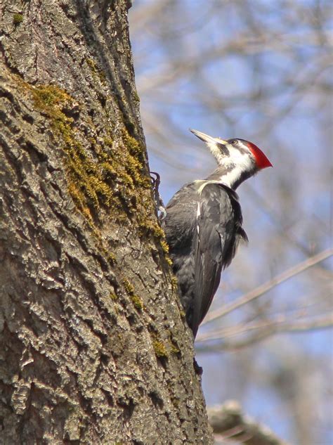 Woodpecker, Pileated (female) - Parry Sound, Ontario | Flickr