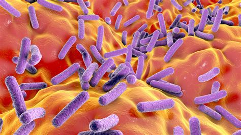 5 Common Eubacteria Examples | YourDictionary