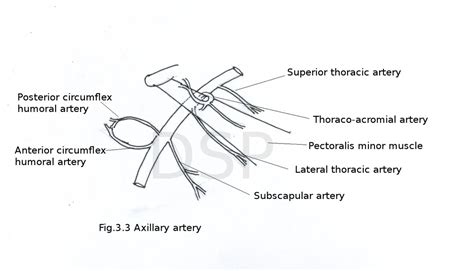 Axilla - myhumananatomy