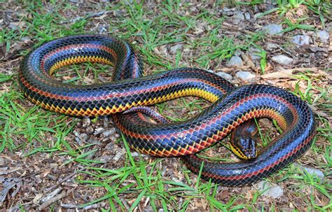 Rainbow Snake – Florida Snake ID Guide