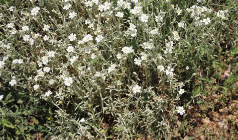 Cerastium candidissimum. | Flora, Caryophllaceae