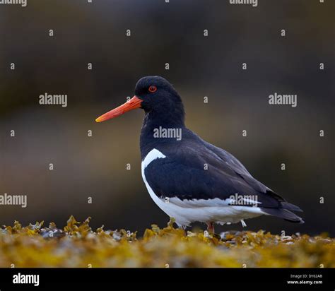 Eurasian Oystercatcher (Common Pied Oystercatcher) (Haematopus ostralegus), Iceland, Polar ...