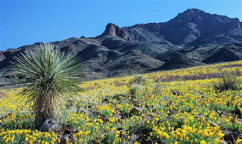 Wild Flowers in the Florida Mountains Photograph by Mike Helfrich ...