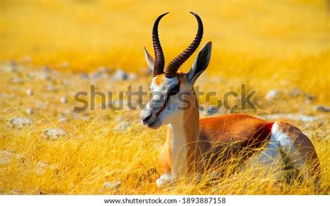 9,239 Springbok Antelope Stock Photos, Images & Photography | Shutterstock