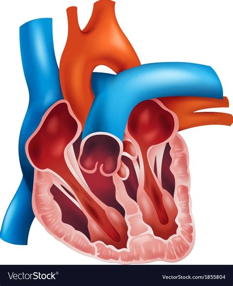 Heart cross-section Royalty Free Vector Image - VectorStock