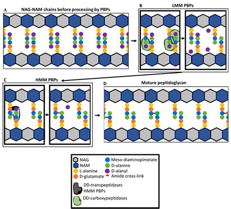 Roles of penicillin-binding proteins (PBPs) in peptidoglycan synthesis.... | Download Scientific ...