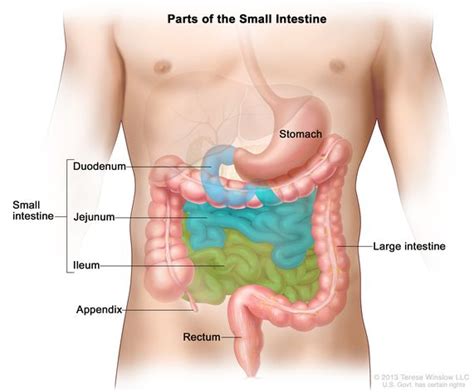 How Would a Psychologist Describe the Small Intestine