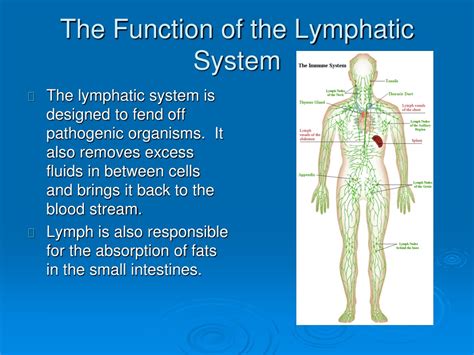 Lymphatic System Structure And Function