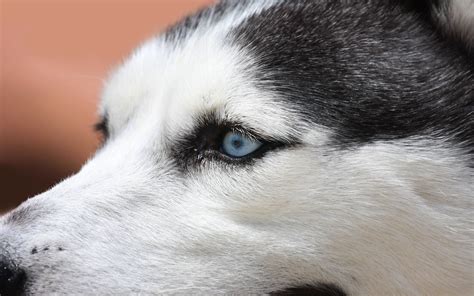 Adult black and white blue eyes Siberian Husky HD wallpaper | Wallpaper Flare