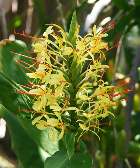 Kahili Ginger, Hedychium gardnerianum – Wisconsin Horticulture