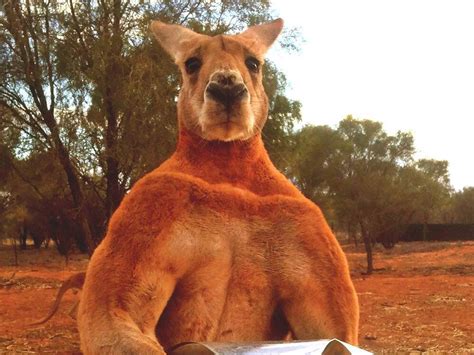 Meet 'Roger' the kangaroo who likes to chase his human keepers and crush metal | The Independent ...